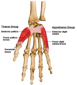 Hypothenar Thenar Wrist anatomy