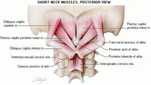 suboccipital muscle neck pain