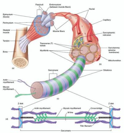 muscle anatomy and sacromeres