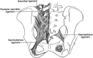 sacrotuberous ligament