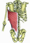 latissimus_dorsi