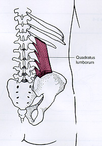 Quadratus Lumborum muscle