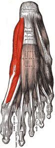 Abductor hallucis longus